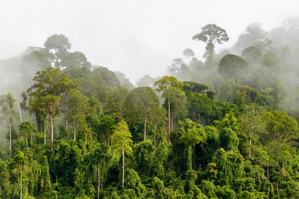 GFR Malaysia Kalimantan border tropical fores