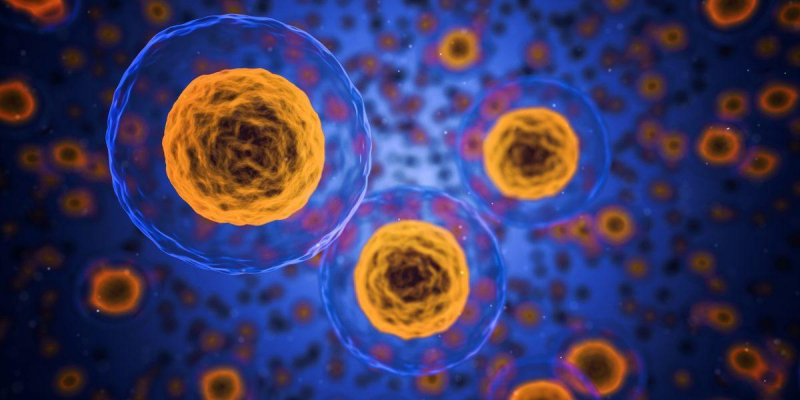 human cell