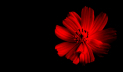 realistic flower 72px