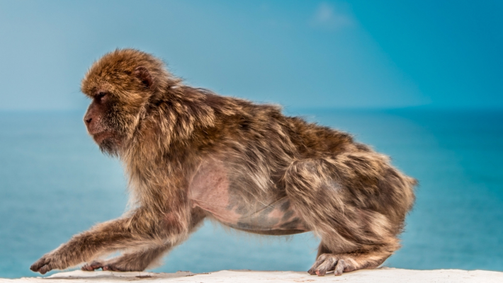 monkey ocean backround blue sky