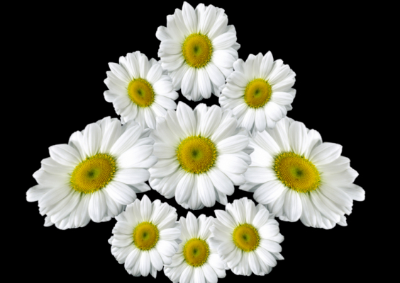 daisy arrow 2 of 2