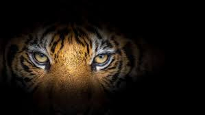 Tiger 4