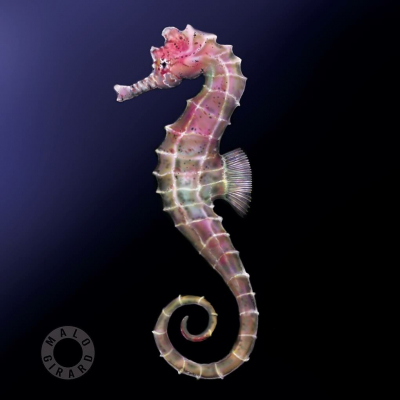 Seahorse