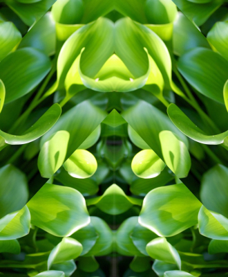 pea shoots $