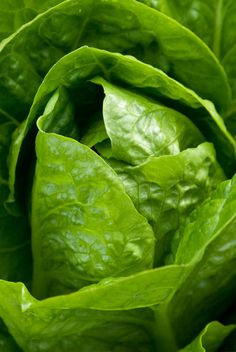 food lettuce