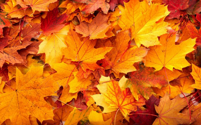 fall colors