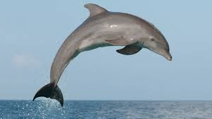 dolphin