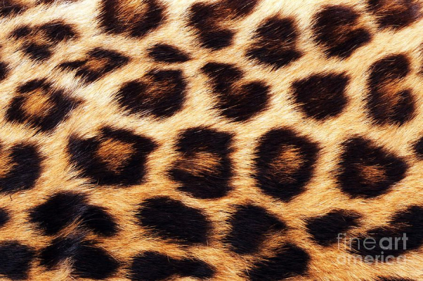 leopard fur