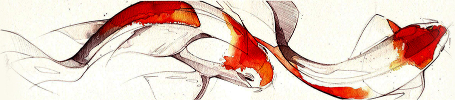 Koi carp