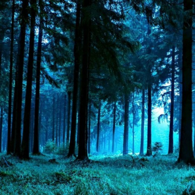 forest 4