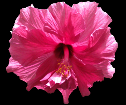 hibiscus $