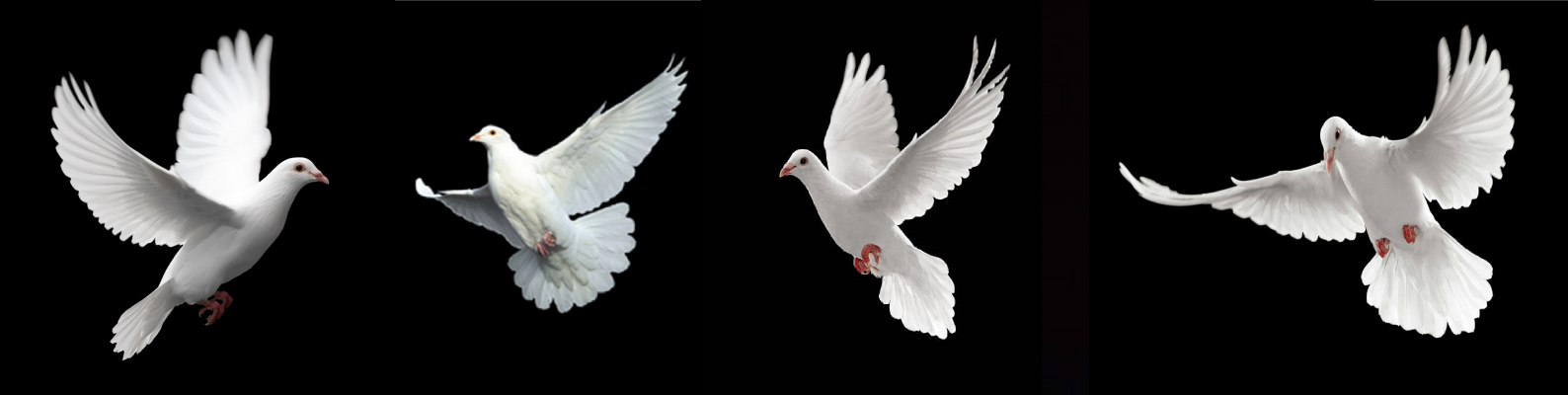 White Pigeons