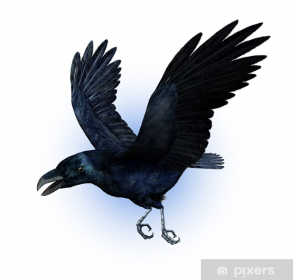 flying crow
