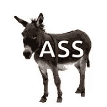 donkey