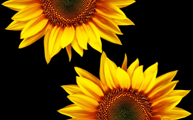 sunflower 2 of 3