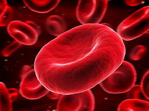red blood cell