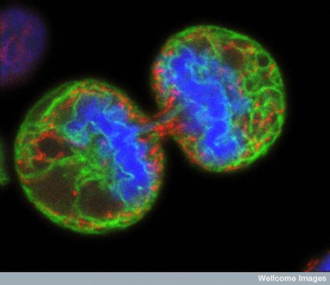 division cellule melanome