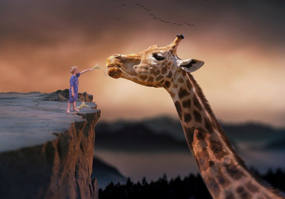 girafe