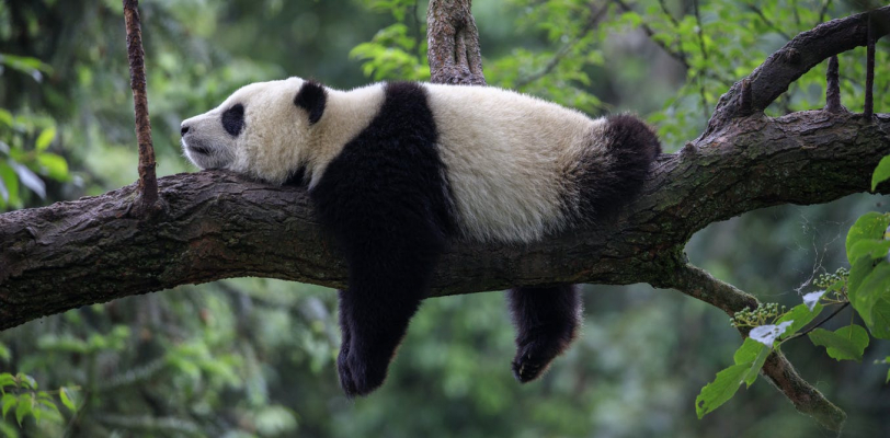 panda