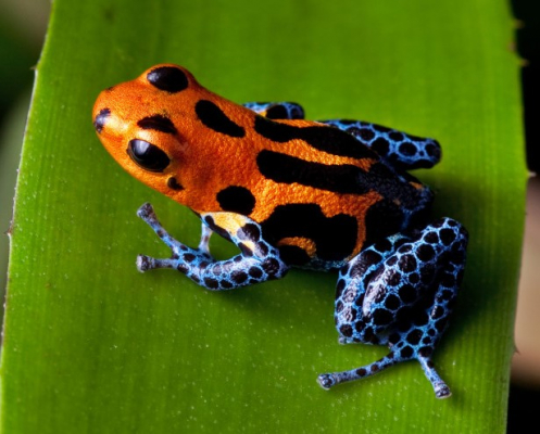 frogs