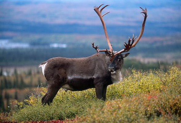 caribou