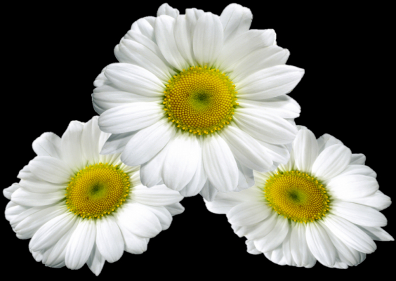 daisy arrow 1 of 2