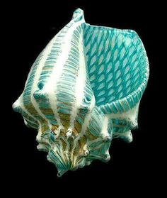 sea shell b