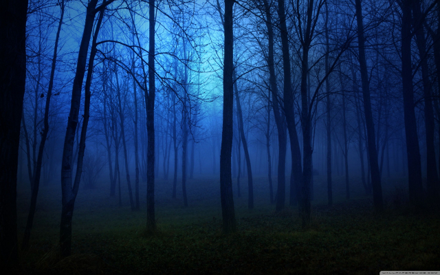 forest 3