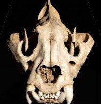 skull tiger $