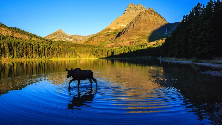 Montana 6