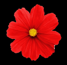 Mexican flores