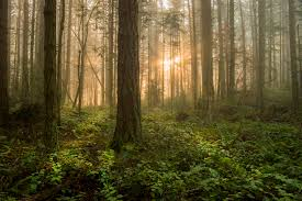 forest 3