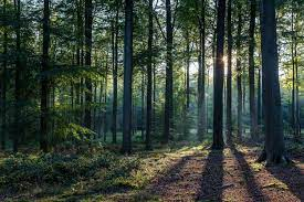 forest 6