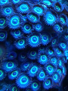 coral 2