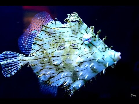 fish