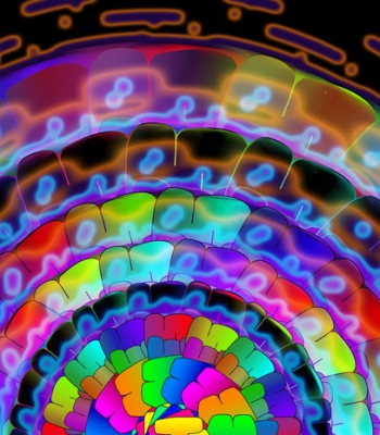 Psy flower