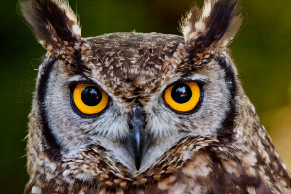 shutterstock bird