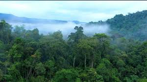 forest 10