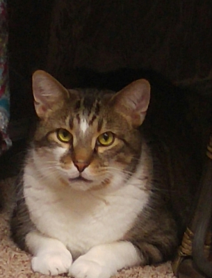 cat
