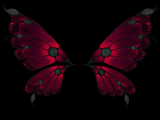 red wings