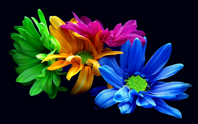 amazing flowers
