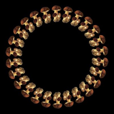 hribek round preview