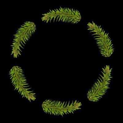 vetvicka round preview