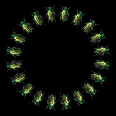 zlatohlavek round preview