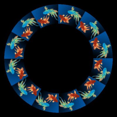 koifish round preview