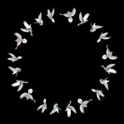 White Pigeons round preview