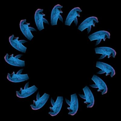 Dolphin round preview