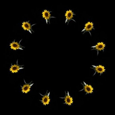 High Def sunflower round preview