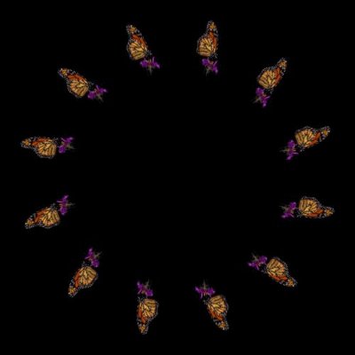 butterfly round preview