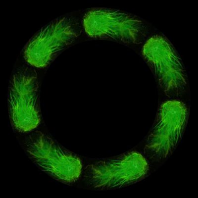 Plasma Ball round preview